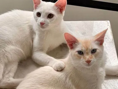 Gato raça SRD-ViraLata idade 2 a 6 meses nome Falar com Priscila - Whats 11 99174-5374