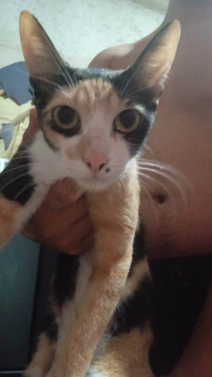 Gato ra a SRD-ViraLata idade 7 a 11 meses nome Mel, Marrie e duas gatas pequenas