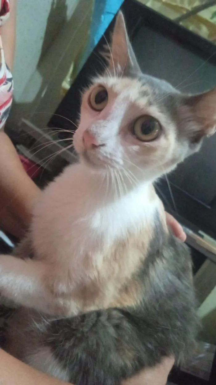 Gato ra a SRD-ViraLata idade 7 a 11 meses nome Mel, Marrie e duas gatas pequenas