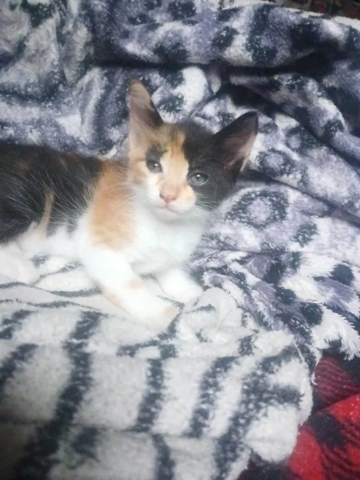 Gato ra a SRD-ViraLata idade 7 a 11 meses nome Mel, Marrie e duas gatas pequenas