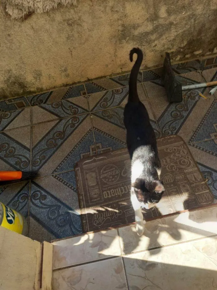 Gato ra a SRD-ViraLata idade 2 a 6 meses nome Falar com Uaicy - Whats 11 93330-9018