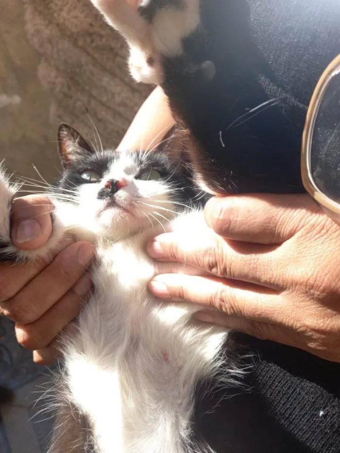 Gato ra a SRD-ViraLata idade 2 a 6 meses nome Falar com Uaicy - Whats 11 93330-9018
