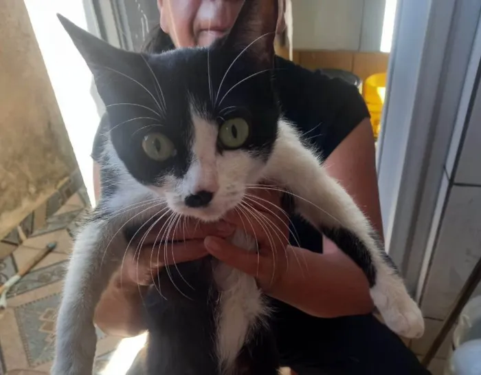 Gato ra a SRD-ViraLata idade 2 a 6 meses nome Falar com Uaicy - Whats 11 93330-9018