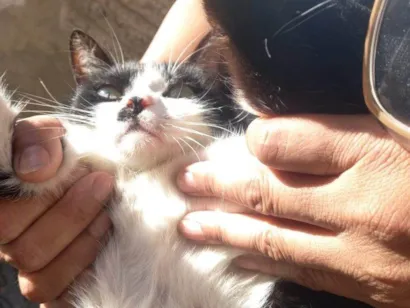 Gato raça SRD-ViraLata idade 2 a 6 meses nome Falar com Uaicy - Whats 11 93330-9018