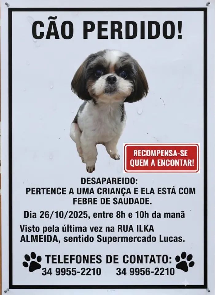 Cachorro ra a Shitzu idade 5 anos nome Bella