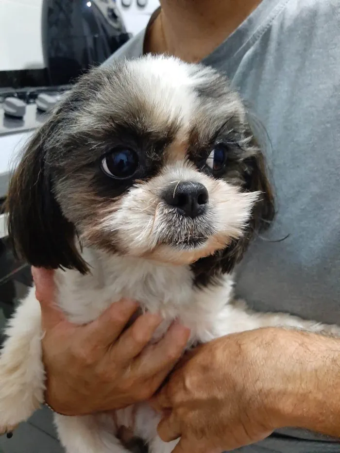 Cachorro ra a Shitzu idade 5 anos nome Bella