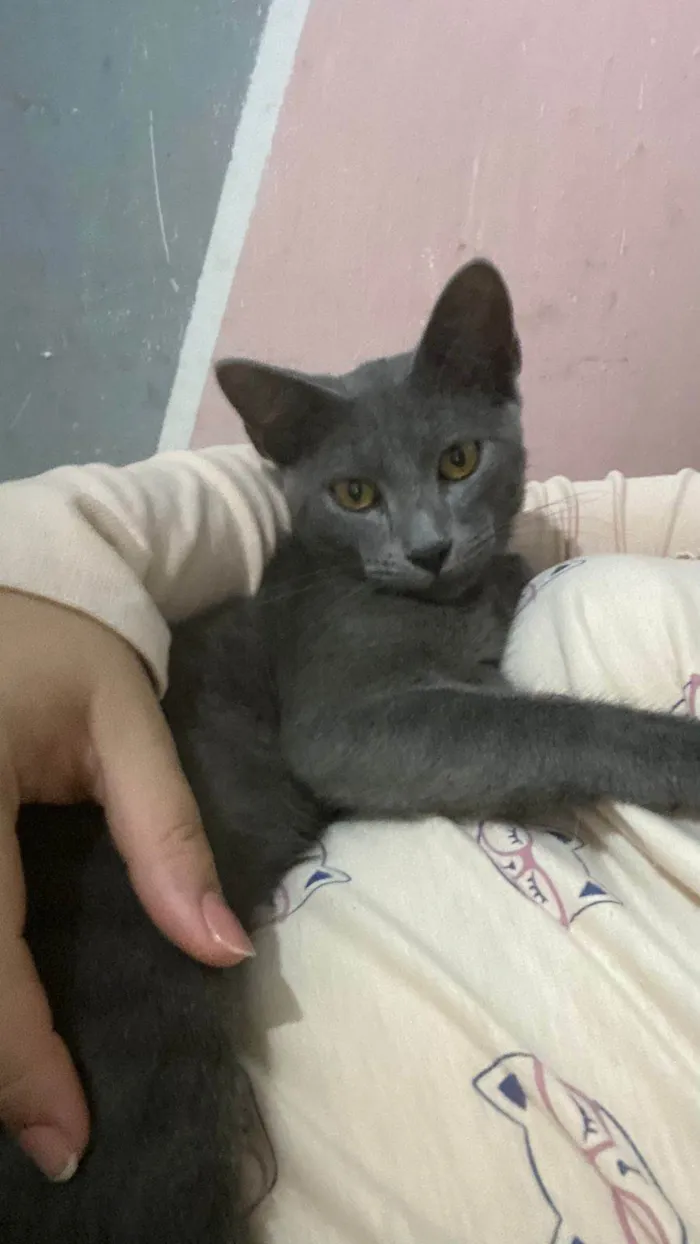 Gato ra a SRD-ViraLata idade 1 ano nome Blue