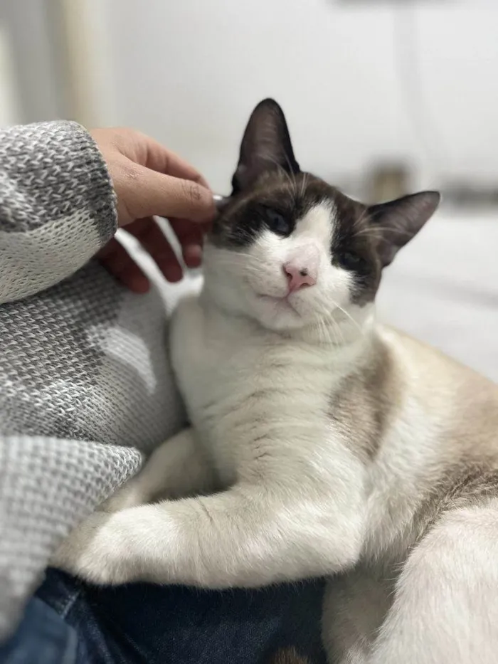 Gato ra a SRD-ViraLata idade 2 a 6 meses nome Falar com Gisele - Whats 11 94456-0081