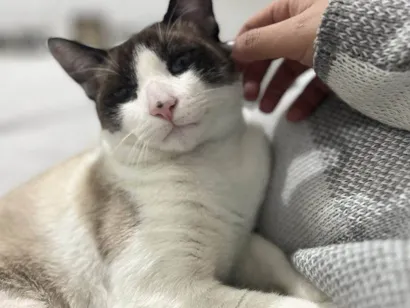 Gato raça SRD-ViraLata idade 2 a 6 meses nome Falar com Gisele - Whats 11 94456-0081