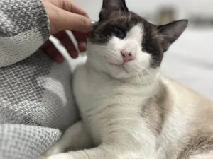 Gato raça SRD-ViraLata idade 2 a 6 meses nome Falar com Gisele - Whats 11 94456-0081