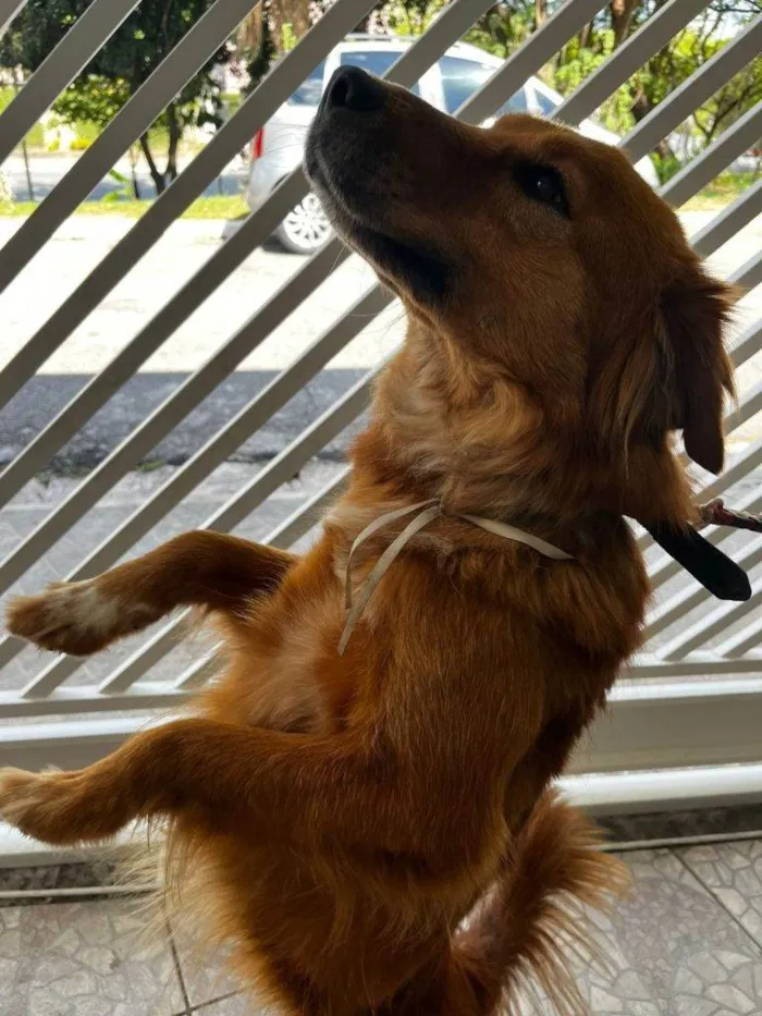 Cachorro ra a SRD-ViraLata idade 2 a 6 meses nome Falar com Bruna - Whats 11 95447-6753