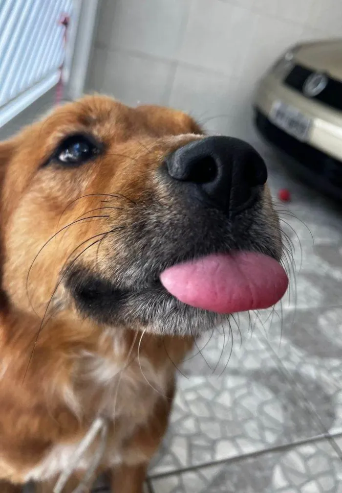 Cachorro ra a SRD-ViraLata idade 2 a 6 meses nome Falar com Bruna - Whats 11 95447-6753