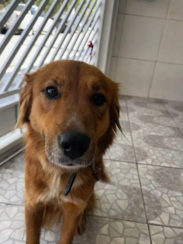 Cachorro ra a SRD-ViraLata idade 2 a 6 meses nome Falar com Bruna - Whats 11 95447-6753