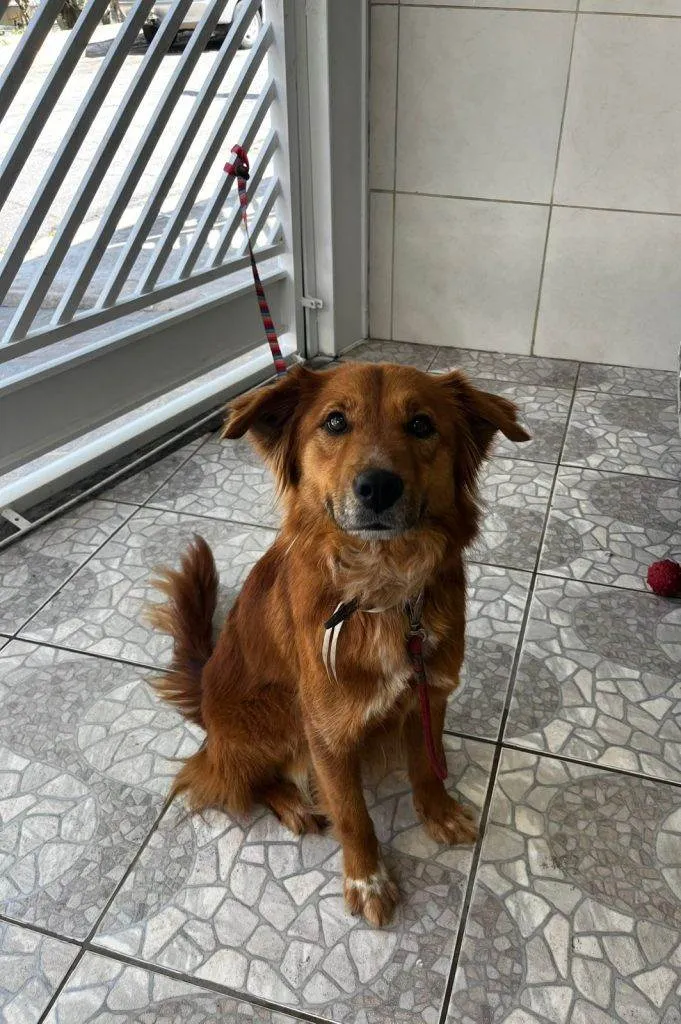 Cachorro ra a SRD-ViraLata idade 2 a 6 meses nome Falar com Bruna - Whats 11 95447-6753