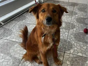Cachorro raça SRD-ViraLata idade 2 a 6 meses nome Falar com Bruna - Whats 11 95447-6753
