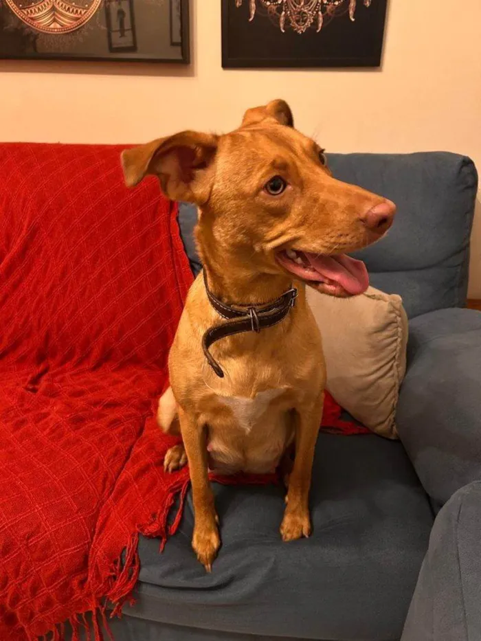 Cachorro ra a SRD-ViraLata idade 2 a 6 meses nome Falar com Isabela - Whats 11 98080-3014