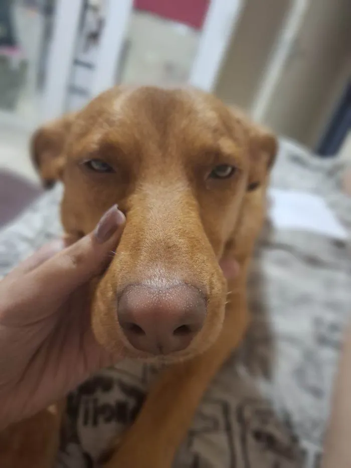 Cachorro ra a SRD-ViraLata idade 2 a 6 meses nome Falar com Isabela - Whats 11 98080-3014