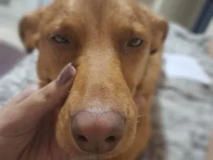 Cachorro raça SRD-ViraLata idade 2 a 6 meses nome Falar com Isabela - Whats 11 98080-3014