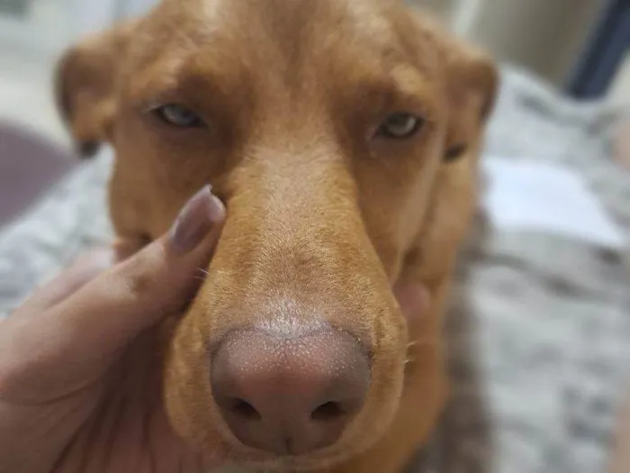 Cachorro ra a SRD-ViraLata idade 2 a 6 meses nome Falar com Isabela - Whats 11 98080-3014