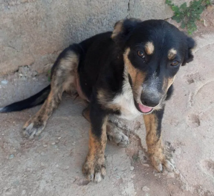 Cachorro ra a SRD-ViraLata idade Abaixo de 2 meses nome Falar com Maria - Whats 11 99740-3911