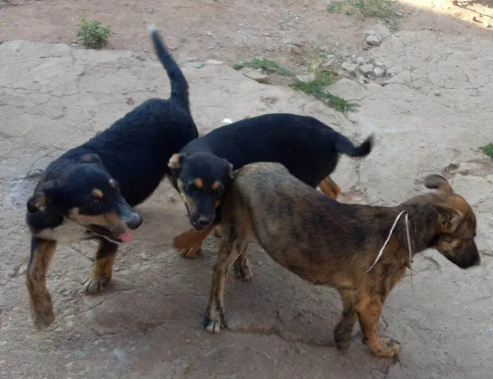Cachorro ra a SRD-ViraLata idade Abaixo de 2 meses nome Falar com Maria - Whats 11 99740-3911