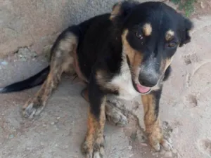 Cachorro raça SRD-ViraLata idade Abaixo de 2 meses nome Falar com Maria - Whats 11 99740-3911