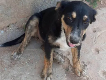 Cachorro raça SRD-ViraLata idade Abaixo de 2 meses nome Falar com Maria - Whats 11 99740-3911