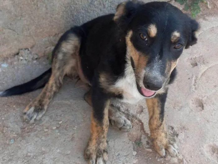 Cachorro ra a SRD-ViraLata idade Abaixo de 2 meses nome Falar com Maria - Whats 11 99740-3911
