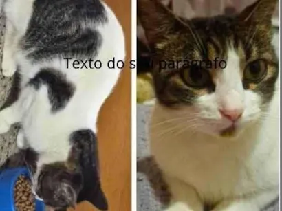 Gato raça SRD-ViraLata idade 2 anos nome Belinha