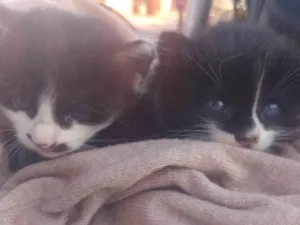 Gato raça SRD-ViraLata idade Abaixo de 2 meses nome Não tem nome ainda