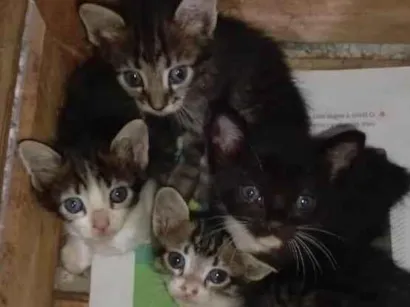 Gato raça SRD-ViraLata idade Abaixo de 2 meses nome São 5 gatinhos.