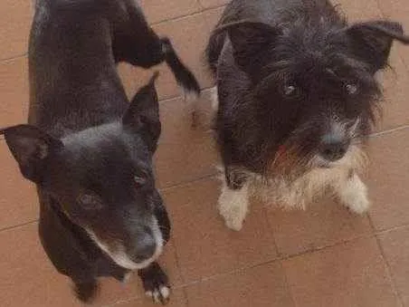 Cachorro ra a SRD-ViraLata idade 2 a 6 meses nome Falar com Maria - Whats 11 97324-0441