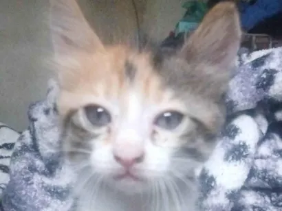 Gato raça SRD-ViraLata idade 7 a 11 meses nome Mel, Marrie e duas gatas pequenas 