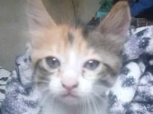 Gato raça SRD-ViraLata idade 7 a 11 meses nome Mel, Marrie e duas gatas pequenas