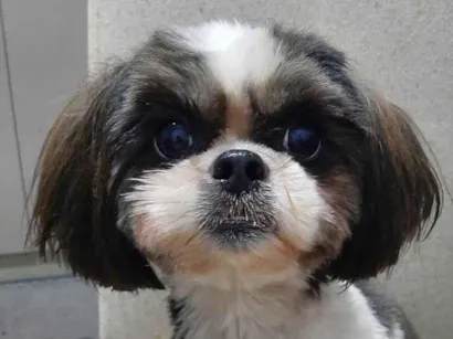 Cachorro raça Shitzu idade 5 anos nome Bella