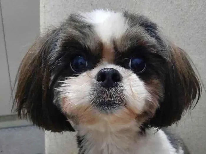 Cachorro ra a Shitzu idade 5 anos nome Bella