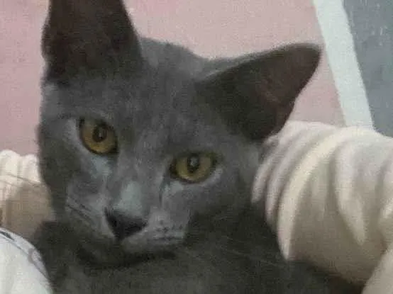 Gato ra a SRD-ViraLata idade 1 ano nome Blue
