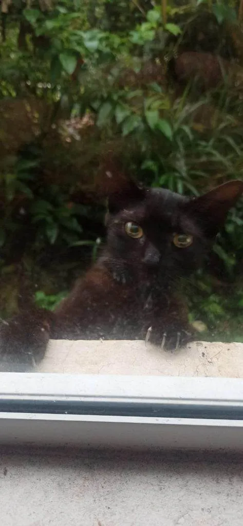 Gato ra a SRD-ViraLata idade 2 a 6 meses nome  Falar com Luana - Whats 41 9677-5846