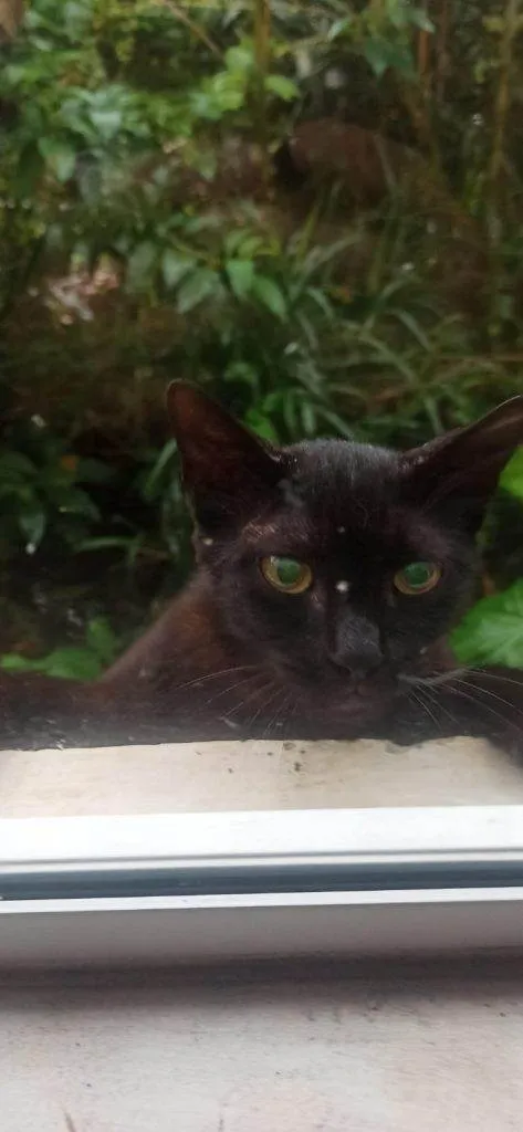 Gato ra a SRD-ViraLata idade 2 a 6 meses nome  Falar com Luana - Whats 41 9677-5846
