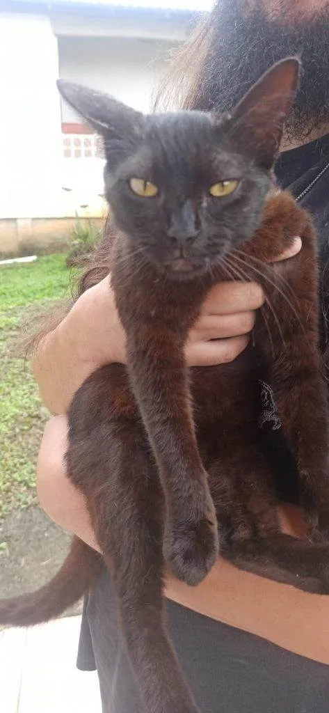 Gato ra a SRD-ViraLata idade 2 a 6 meses nome  Falar com Luana - Whats 41 9677-5846