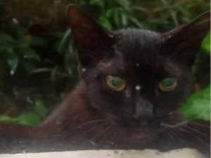 Gato raça SRD-ViraLata idade 2 a 6 meses nome  Falar com Luana - Whats 41 9677-5846