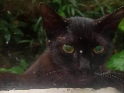 Gato ra a SRD-ViraLata idade 2 a 6 meses nome  Falar com Luana - Whats 41 9677-5846