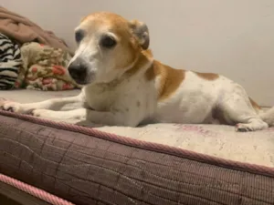 Cachorro raça SRD-ViraLata idade 4 anos nome Clarinha