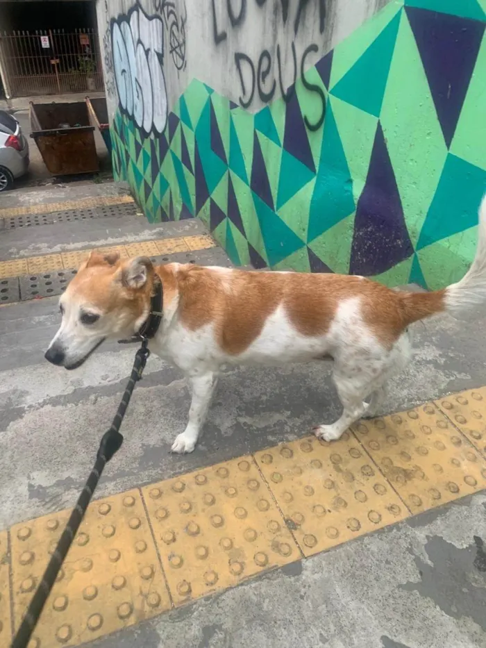 Cachorro ra a SRD-ViraLata idade 4 anos nome Clarinha 