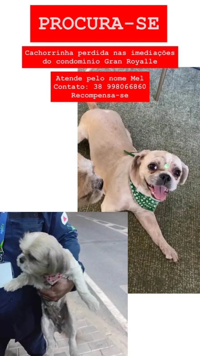 Cachorro ra a Shitzu idade 6 ou mais anos nome Mel