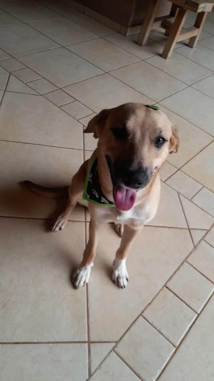 Cachorro ra a SRD-ViraLata idade 7 a 11 meses nome Chiclete
