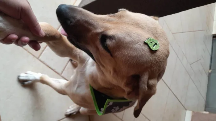 Cachorro ra a SRD-ViraLata idade 7 a 11 meses nome Chiclete