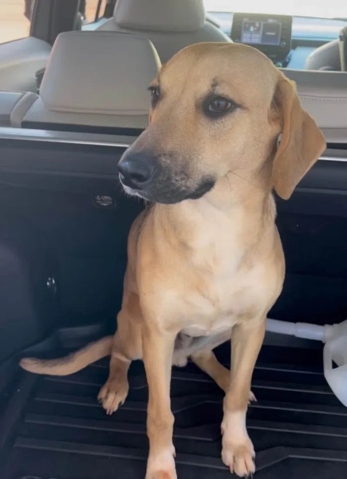 Cachorro ra a SRD-ViraLata idade 7 a 11 meses nome Chiclete