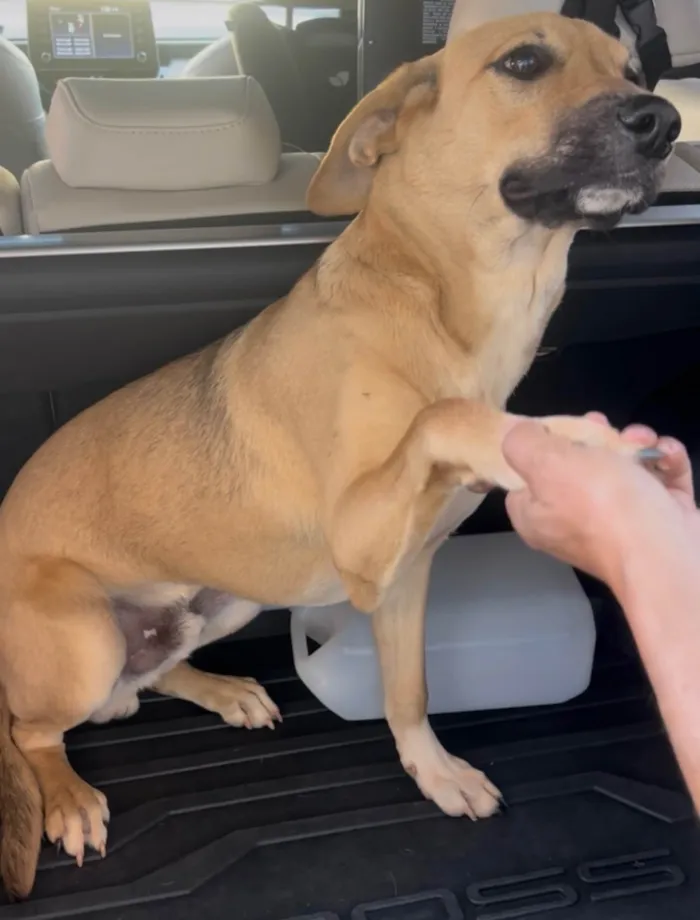 Cachorro ra a SRD-ViraLata idade 7 a 11 meses nome Chiclete