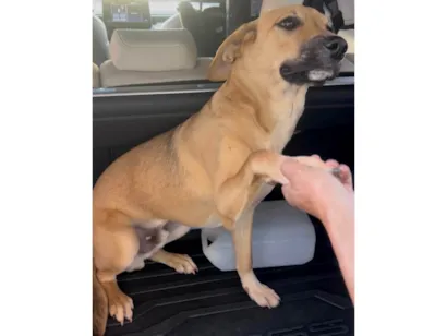 Cachorro raça SRD-ViraLata idade 7 a 11 meses nome Chiclete